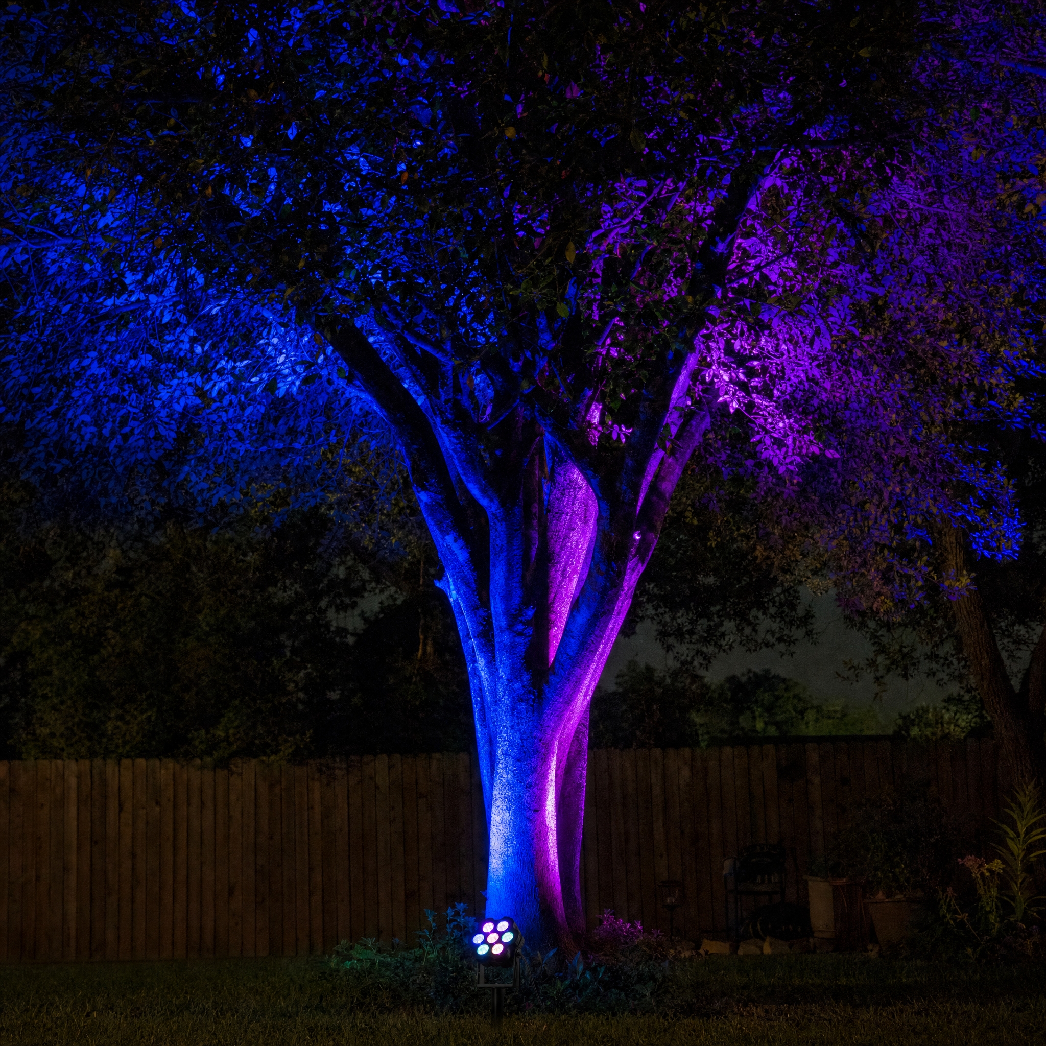 RGB LED tree spotlight - vivid blue and magenta tree wash at night